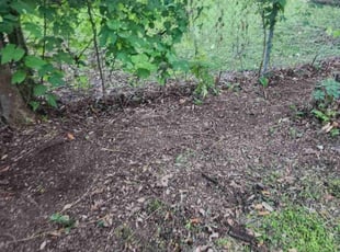 Cleanups by Jameson Schippert for Amanda M. in Lake Jackson, TX