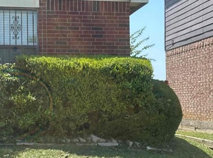 Mary P.'s Bush Trimming service result