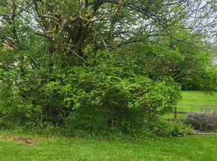 Bush Trimming by Nicholas Weber for Paul S. in Cincinnati, OH