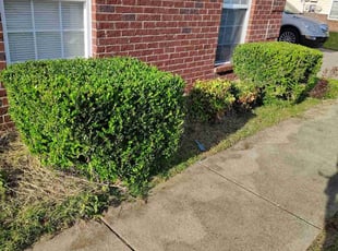 Bush Trimming by Eric Burton for Becky S. in Murfreesboro, TN