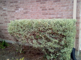 Bush Trimming by Walter Rodriguez for Marc L. in Richmond, TX