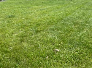 Darrell T.'s Lawn Mowing Service service result