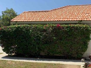 Bush Trimming by Mario Monje for Karen W. in Moreno Valley, CA