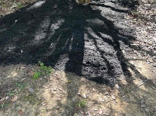 Mulching by Keith Dillard for Lisa C. in Midlothian, VA