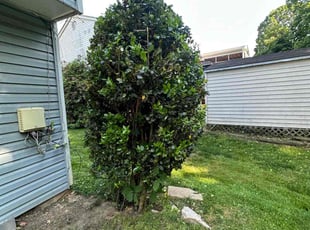 Bush Trimming by Carlos Portillo for Yun-Ting W. in Burke, VA