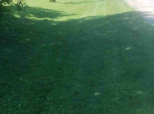 Michael H.'s Grass Cutting service result