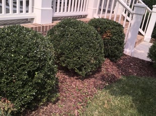 Bush Trimming by Carlos Gomez for James A. in Raleigh, NC