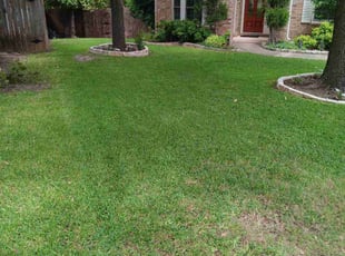 Alejandro R.'s Lawn Mowing service result