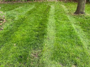 Cordaven H.'s Yard Cutting service result
