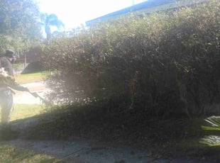 Bush Trimming by Marvel Carmichael for Cherry B. in Apopka, FL