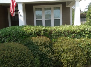 Bush Trimming by Alan Hollis for Joseph S. in Tallahassee, FL