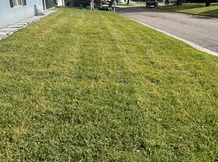 Leaf Removal by Quinton Davis for Marivel P. in Haines City, FL