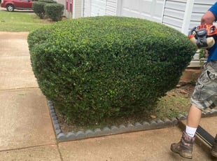 Bush Trimming by Shannon Costley for Anna J. in Covington, GA