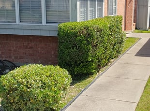 Bush Trimming by Kyle Archibald for Cyble N. in Garland, TX