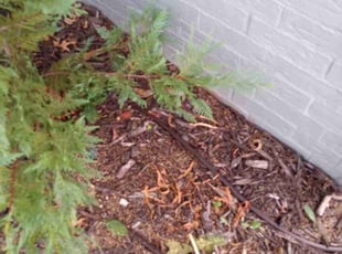 Weeding by Dakota Lally for Nick P. in Oklahoma City, OK