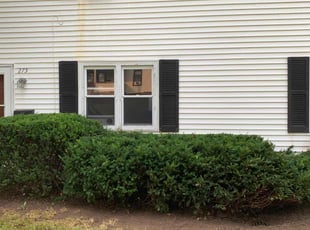 Bush Trimming by Julian Carrero for Jennifer G. in Bristol, CT