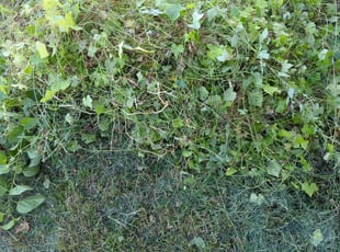 Bush Trimming by Matthew Ghata for Threnda F. in Mustang, OK