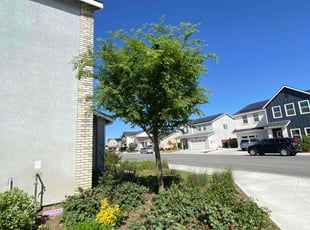 Bush Trimming by Rogelio Maciel for Rochedia M. in Bakersfield, CA