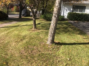 Leaf Removal by Mitch Melum for Jacquelyn B. in Madison, WI