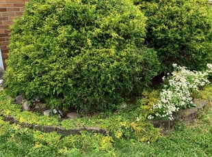 Bush Trimming by DeAndre A.k.a PaDre Smith for Ghada K. in North Olmsted, OH