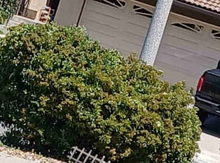 Bush Trimming by Dustyn Roberts for Bernard U. in Poway, CA