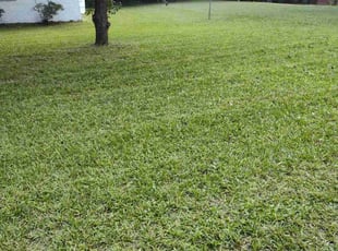 Erica A.'s Lawn Mowing Service service result