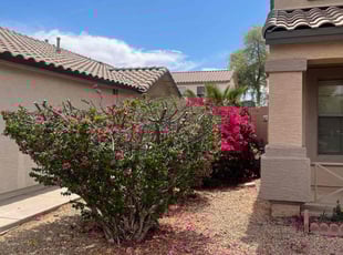 Bush Trimming by Michael Rizzo for Kayla R. in Gilbert, AZ