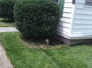 Bush Trimming by Trip Savage for Milly R. in Greenwood, DE