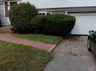 Bush Trimming by Gregory Warren for Gail B. in East Providence, RI
