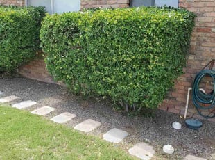 Bush Trimming by Luis Chavez for Gerard R. in El Paso, TX