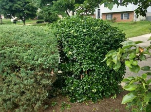 Bush Trimming by Tyrone Wilkins for Kenny P. in Beltsville, MD