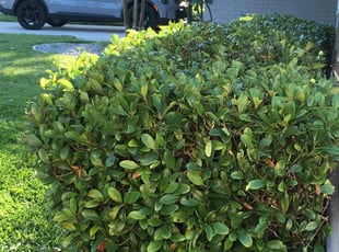 Bush Trimming by Amelisa Pierre for Bruce H. in Seminole, FL