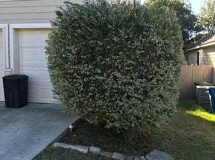 Bush Trimming by Carmen Sigmon for Gregory B. in San Antonio, TX