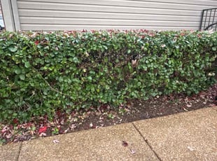Bush Trimming by Victor Soler for Andrea S. in Nashville, TN