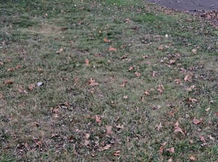 Leaf Removal by Tarah0 Reuther for Joshua Z. in Worthington, OH