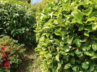 Bush Trimming by Schuyler Ashton for Maureen B. in Eugene, OR