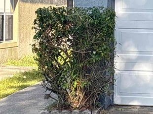 Bush Trimming by Robert Wynn for Matthew W. in Riverview, FL
