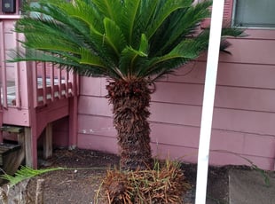 Bush Trimming by Veronika Martinez for Spiral J. in La Marque, TX