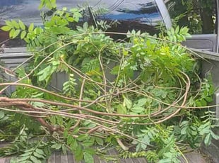 Bush Trimming by michael petrillo for Frances S. in Ridgewood, NJ