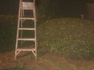 Bush Trimming by Jacque Gurley for Desiree S. in Metairie, LA