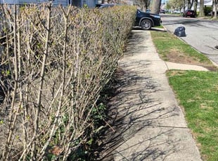 Bush Trimming by Abraham Iraheta for Kelly Y. in New Hyde Park, NY