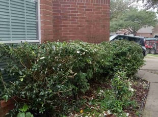 Bush Trimming by Alexis Perez for Alex B. in Cypress, TX