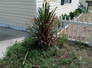 Bush Trimming by Dale Nolton for Aubrey J. in St. Petersburg, FL