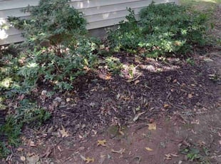 Bush Trimming by Matthew Spinelli for corey h. in Stratford, CT