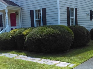 Bush Trimming by Arthur Haskins for Jennifer W. in Henrico, VA