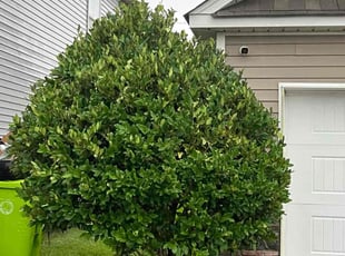Debbie D.'s Bush Trimming service result