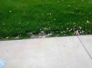Leaf Removal by Joseph Zika for Loc V. in Roseville, MN