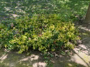 Cleanups by Ruslan Muzhenko for Roger B. in Merrimack, NH