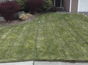 James A.'s Lawn Mowing service result