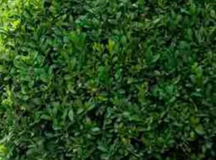 Bush Trimming by Deborah Byron for Damian R. in Boston, MA